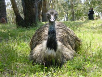 Ein misstrauischer Emu