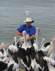 Pelikanfütterung