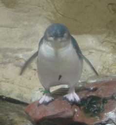 Pinguin im Sydney Aquarium