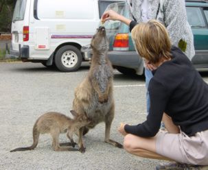 KI Kangaroo mit Kind auf der Suche nach Futter