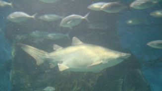 Nurse Shark im Melbourne Aquarium