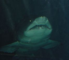 Shark im Melbourne Aquarium