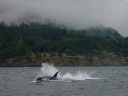 Orcas vor Victoria