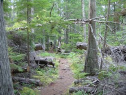 Helmcken Falls Trail